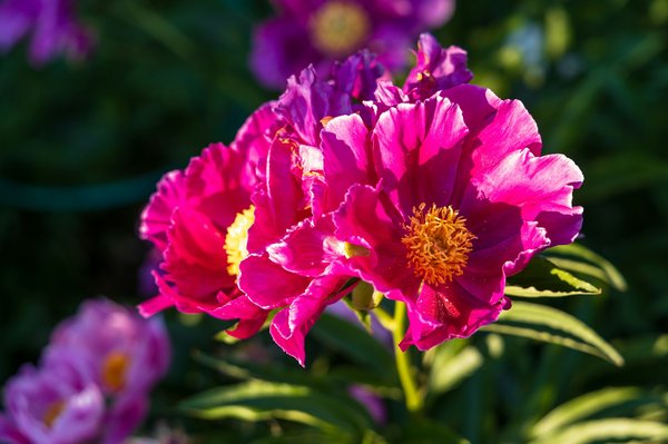 Bien-être écologique : adoptez un mode de vie responsable